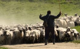 Hayvancılıkta Çalışma İzni Masada